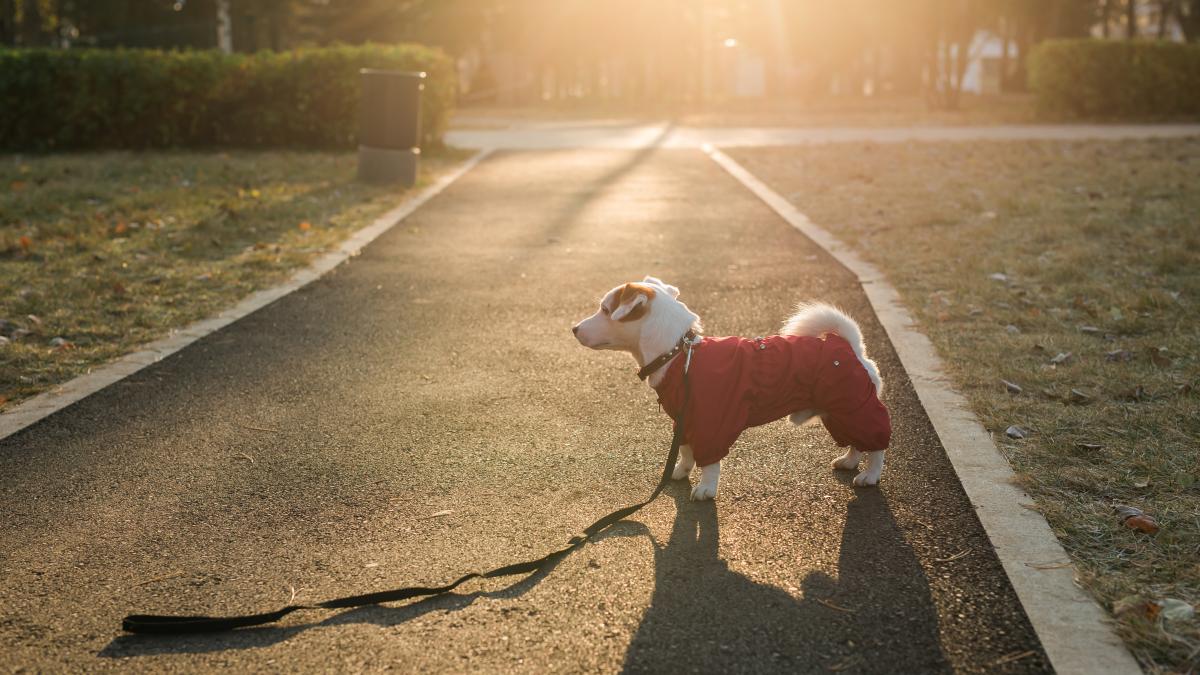 neanuntarea-la-politie-a-pierderii-cainelui--amendata--av--constantin-florin-durgheu-mi-se-pare-o-imbecilitate-in-forma-pura_15669800