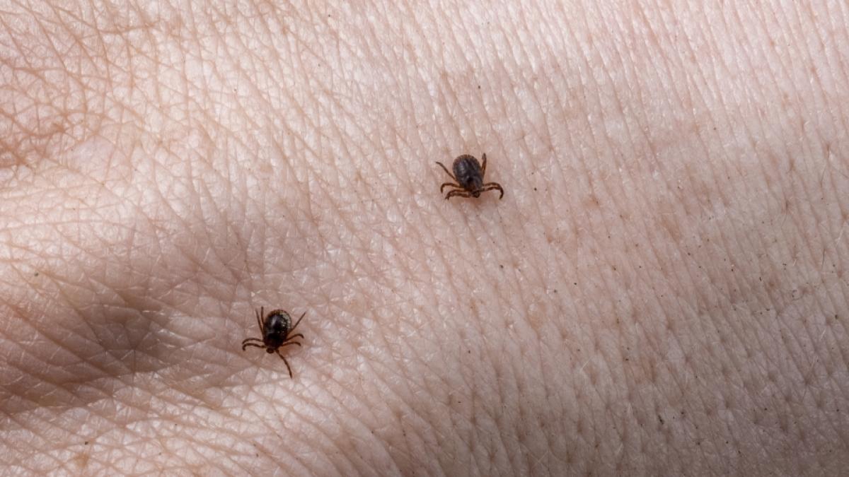 ce-trebuie-sa-faci-dupa-ce-te-a-muscat-o-capusa--dr--carmen-dorobat--primele-masuri_29778800