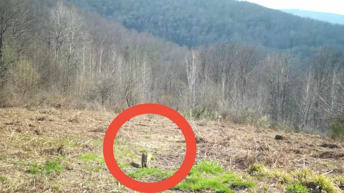 pisica-salbatica-filmata_71573900