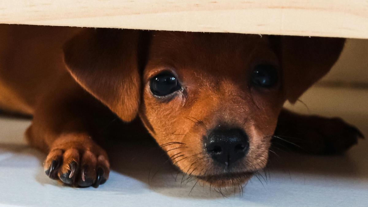 caine-catelus-ilustrativ-pexels_83701500_64531100