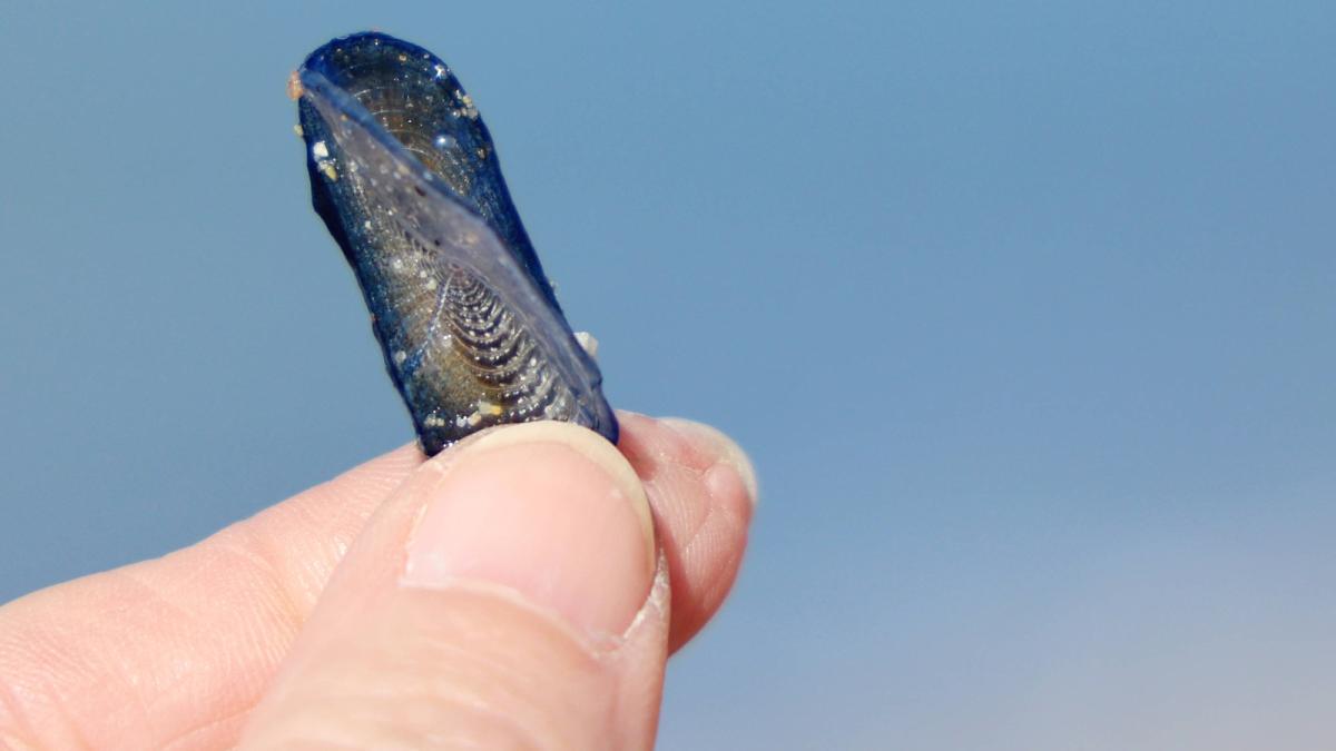 whatsapp-image-2024-04-05-at-15-11-24_54973400_50551500