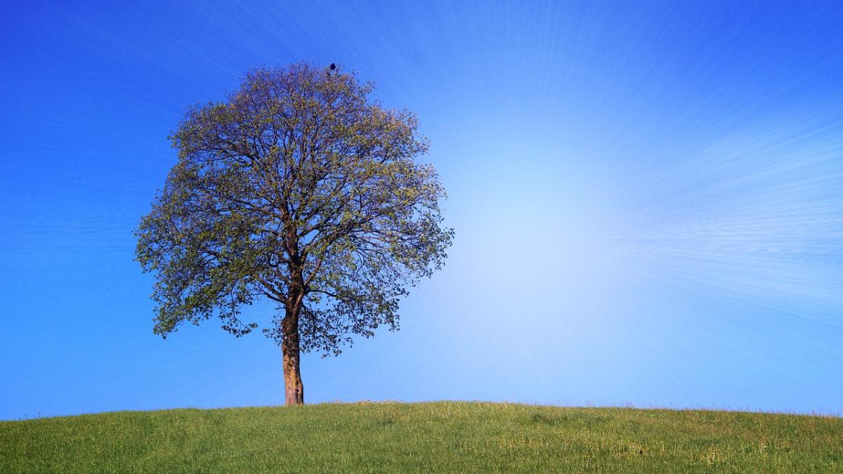 canicula-elena-mateescu_28611700