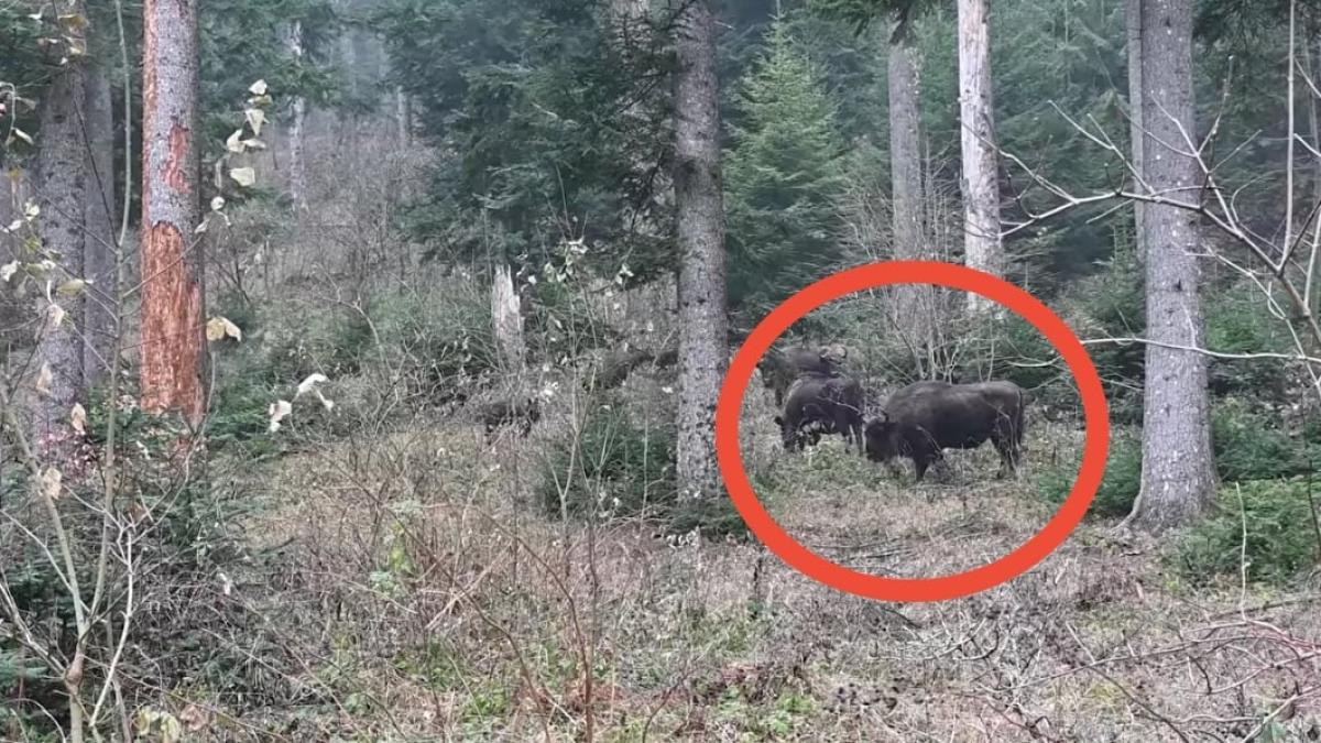 imagini-rare-cu-zimbrii-din-parcul-natural-vanatori-neamt_83114100