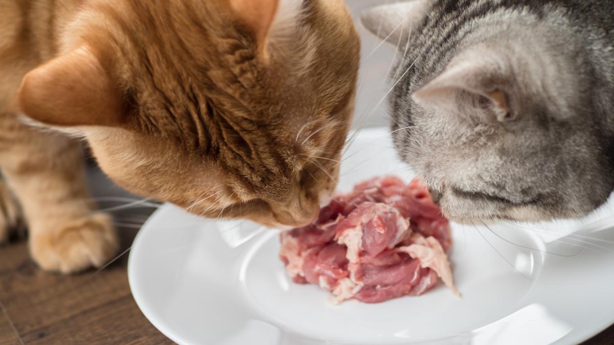 pisica-mancare-carne-cruda_73688900