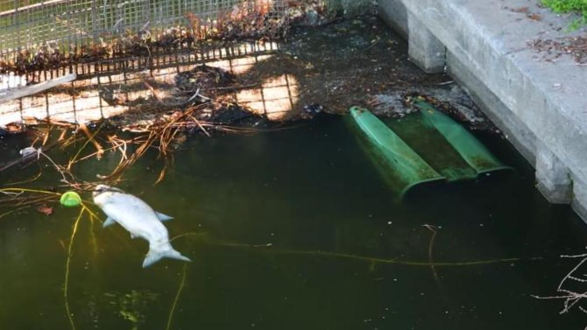 dezastru-in-herastrau-banci-rupte--pesti-morti--ambalaje-de-plastic-aruncate-in-apa-si-in-iarba--cine-este-totusi-multumit_95792700