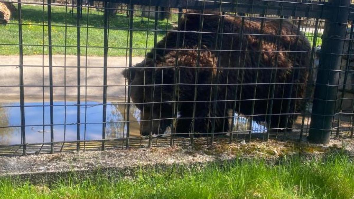 urs-zoo-nicusor-dan_62773200