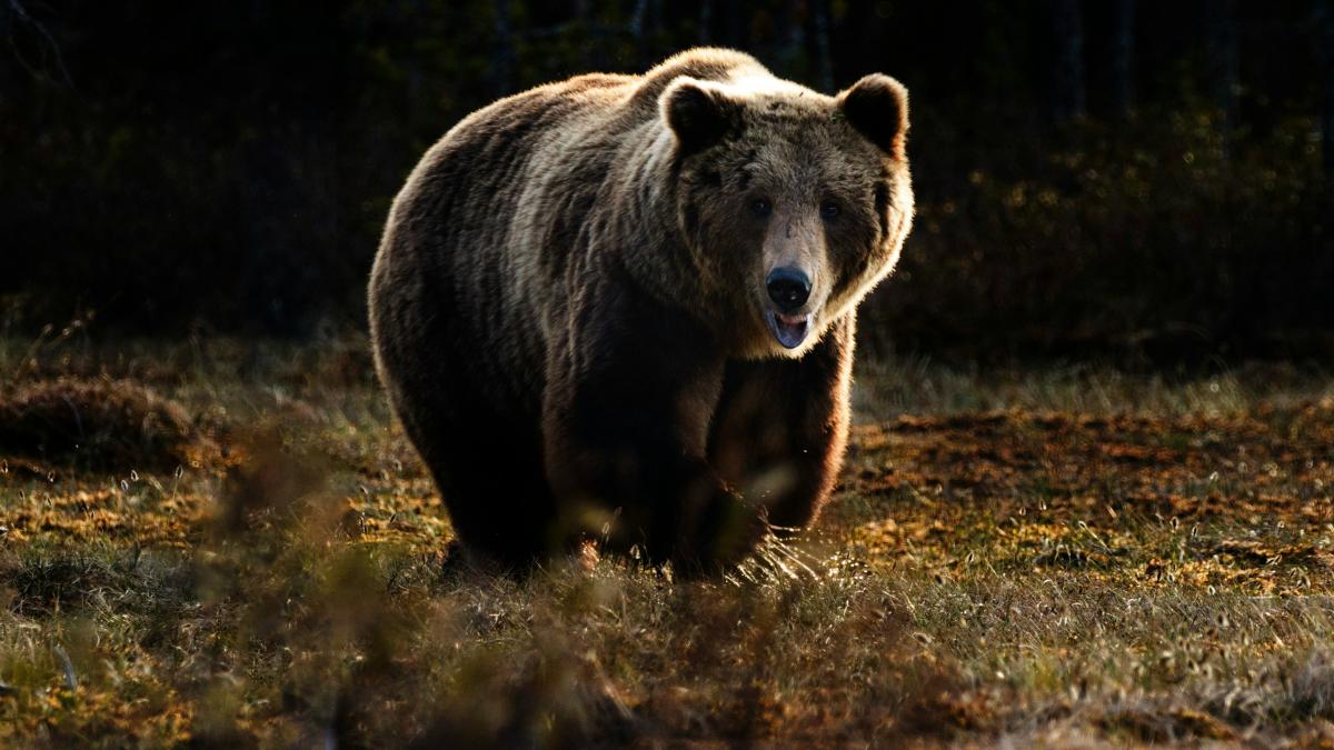 ro-alert-urs_61385800