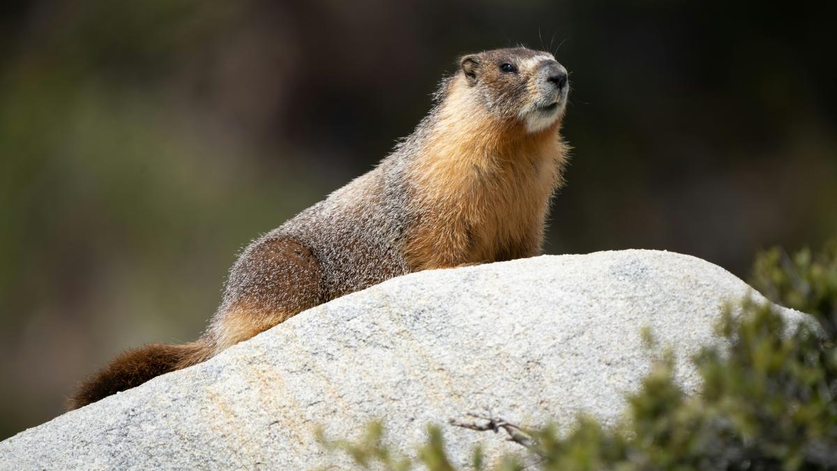 marmote-dolofane-fagaras_07264100