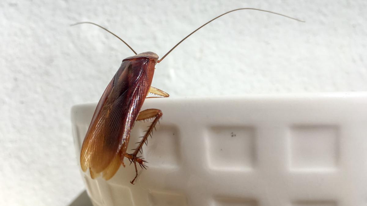 gandac-insect_88031200