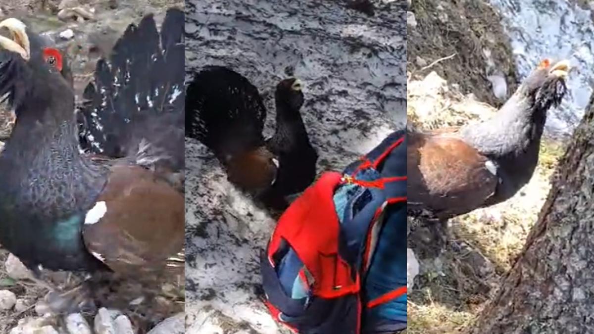 cocosul-de-munte_08273100