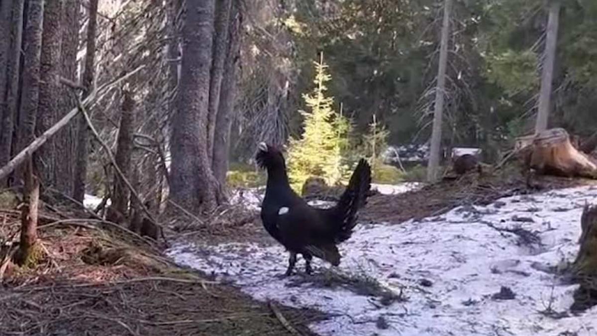 cocos-de-munte_46102300