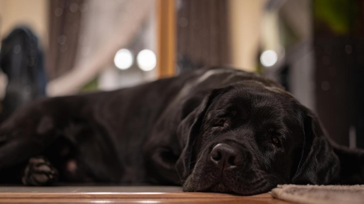 portrait-black-labrador_658428-400_18339400_95991600