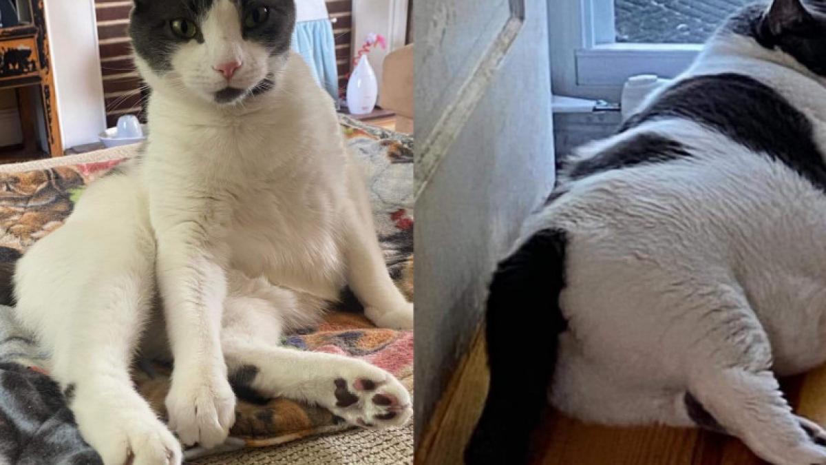 pisica-grasa_05672200