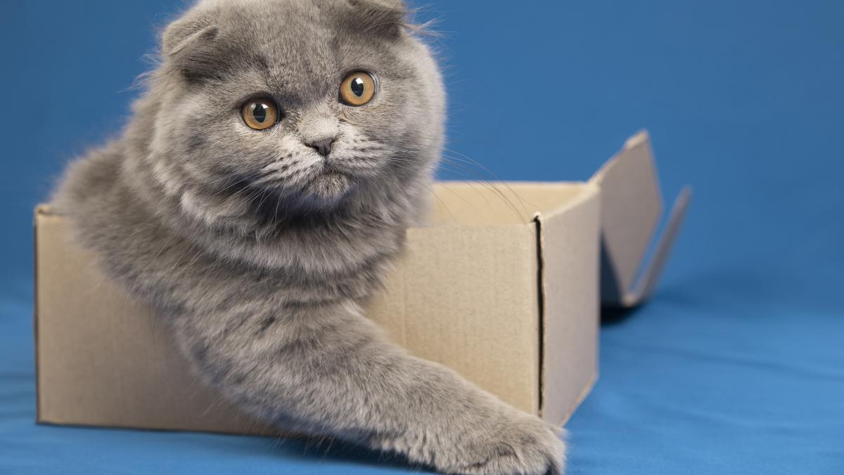 lovely-pet-portrait-isolated_42865200_59270100