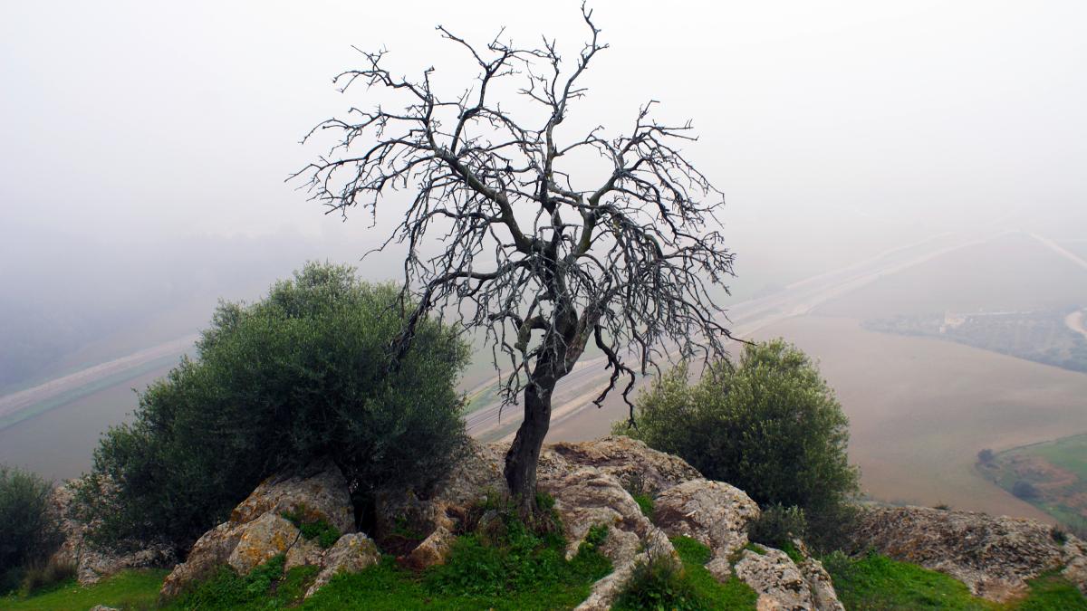 copac-uscat_42819000