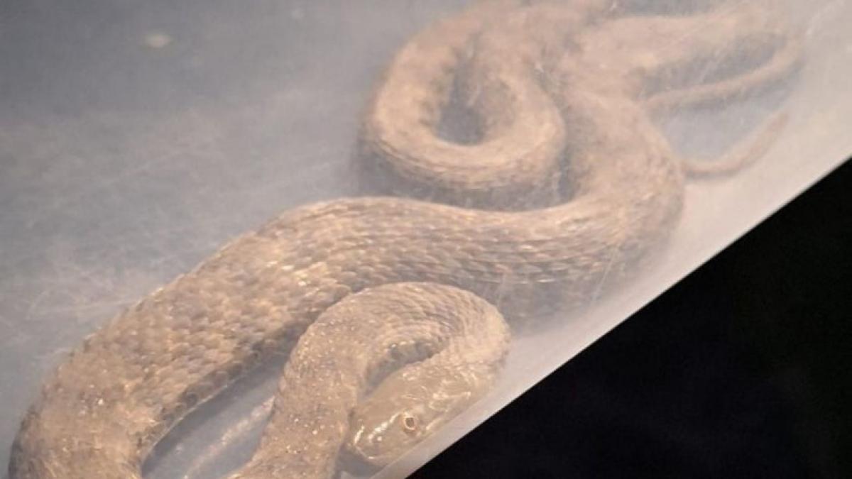 sarpe-mehedinti_35713300