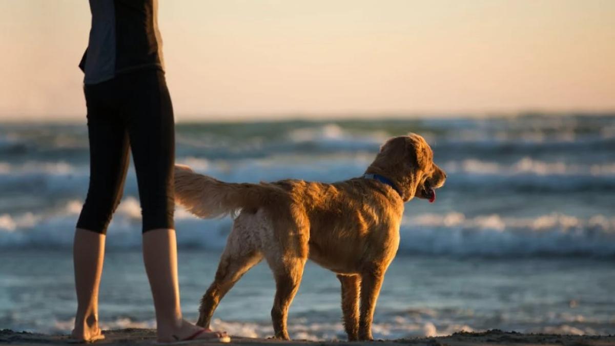 caine_foto_pexels_31462200