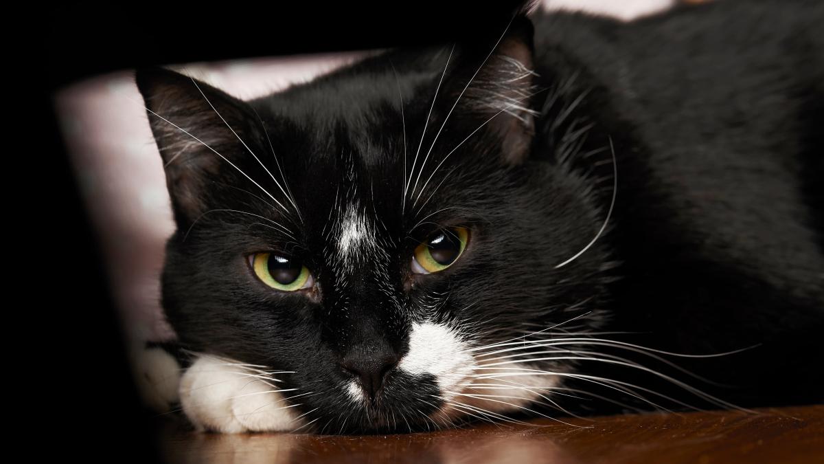 pisica_37804200_90739600