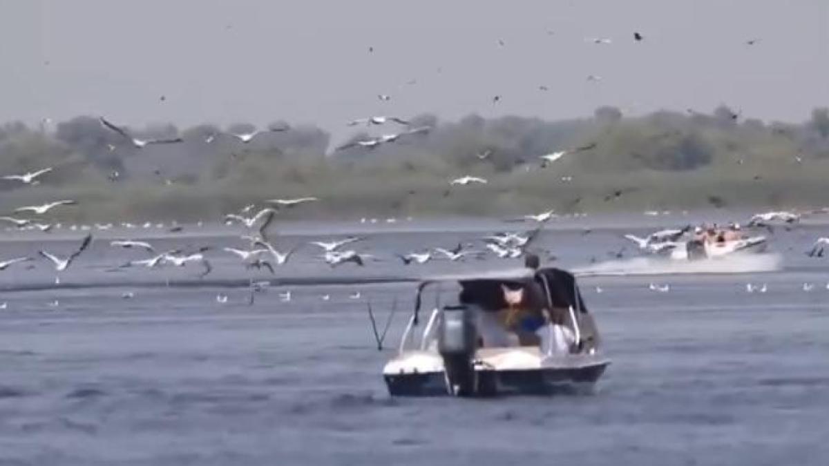 salupele-in-pelicani_67856300