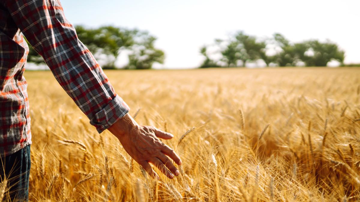 cum-vede-nicolae-ciuca-agricultura-performanta-in-romania-sunt-doua-chestiuni-care-trebuie-rezolvate_91459100