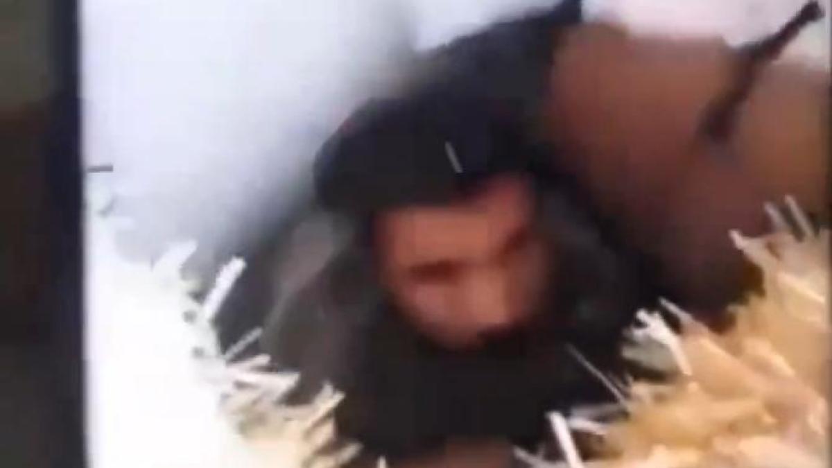 barbat26ani_40348700