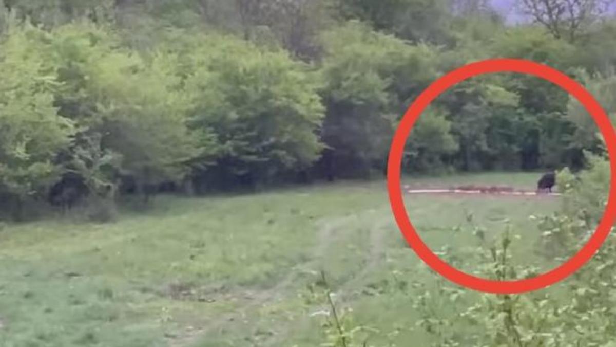 imagini-romsilva_26878800