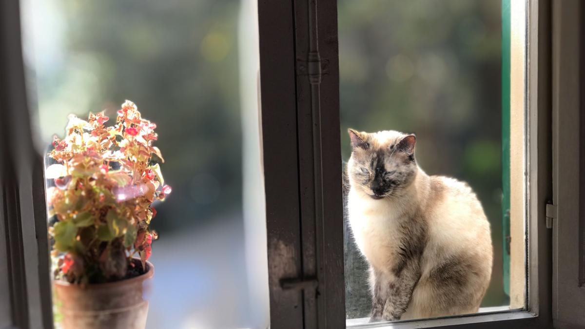 pisica-la-geam_92632600