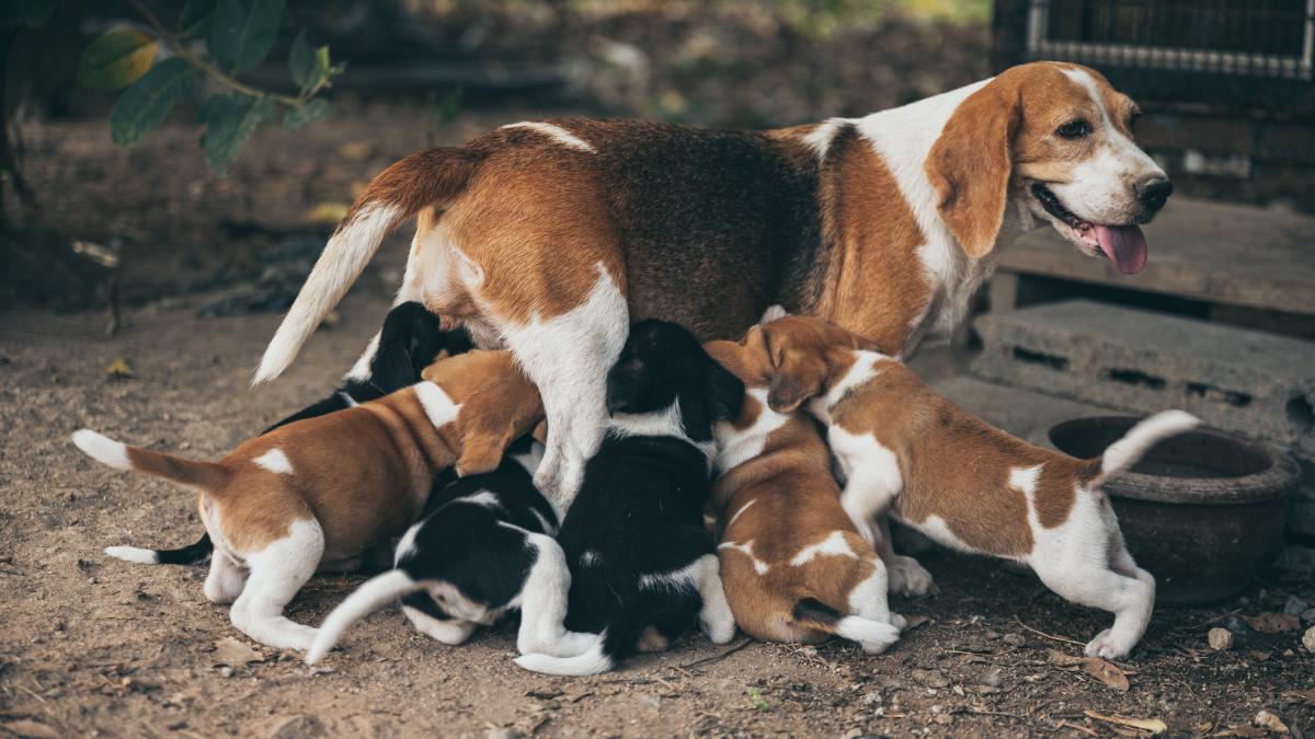 cum-isi-recunosc-cainii-puii--testul-cu-boxele-le-au-adus-in-cosul-in-care-dorm_20302400