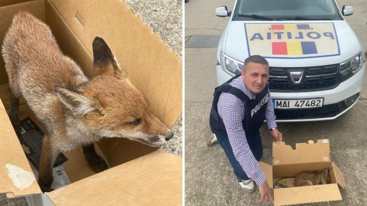 pui-de-vulpe-politisti-1060x540_50734300