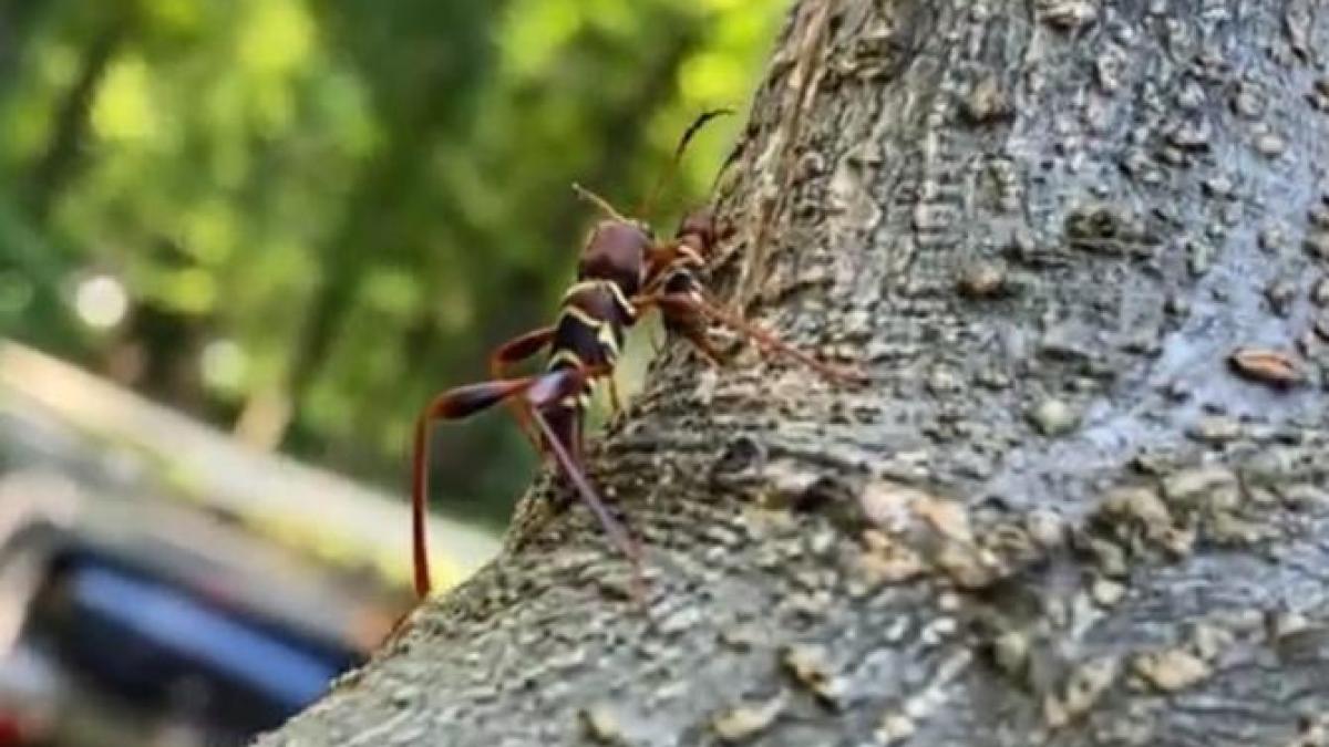 o-insecta-din-america-de-nord--surprinsa-in-iasi_50647100