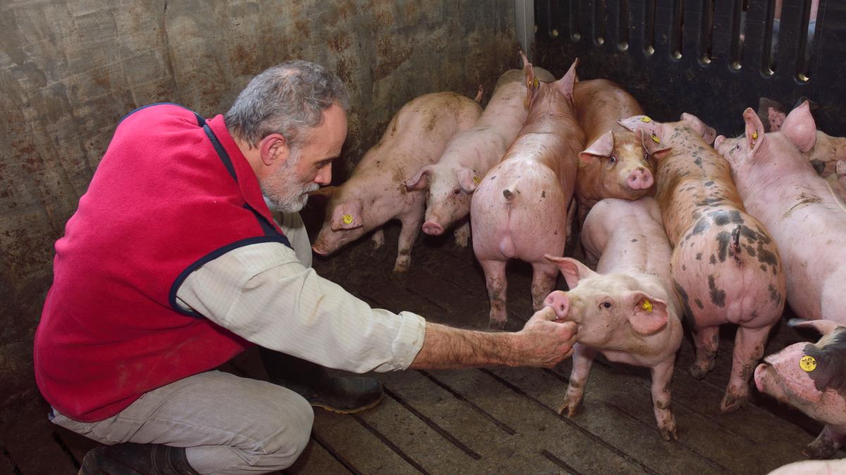 fermier-porci_73163200
