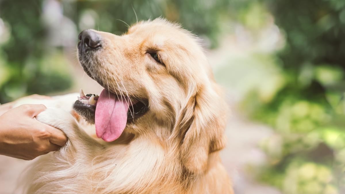 caine-cropped-image-hand-touching-dog_08449100