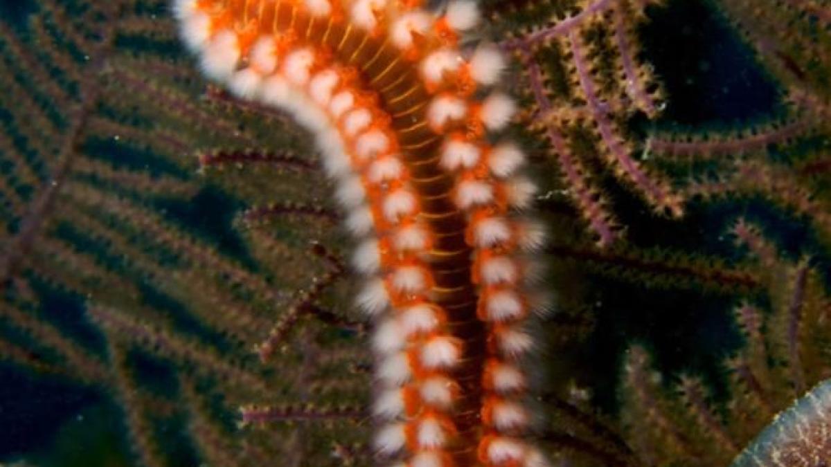 prc-e2prc-80prc-9dviermele-de-focprc-e2prc-80prc-9d-a-invadat-plajele-din-italia--cat-de-periculos-este-viermele-prc-e2prc-80prc-9dinstagramabilprc-e2prc-80prc-9d_47235200