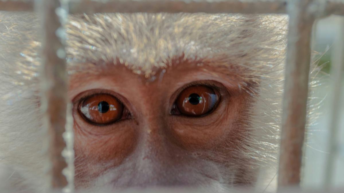 badnele-de-macaci-thailanda_45866000