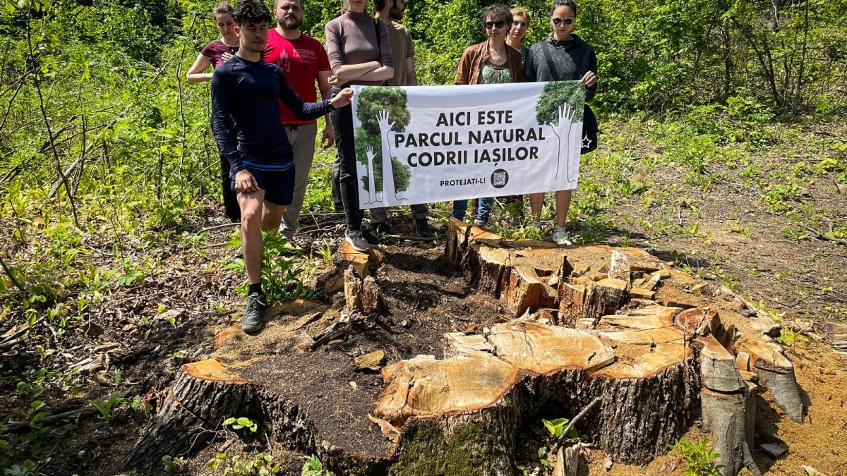 arbore-de-300-de-ani-taiat_03997600