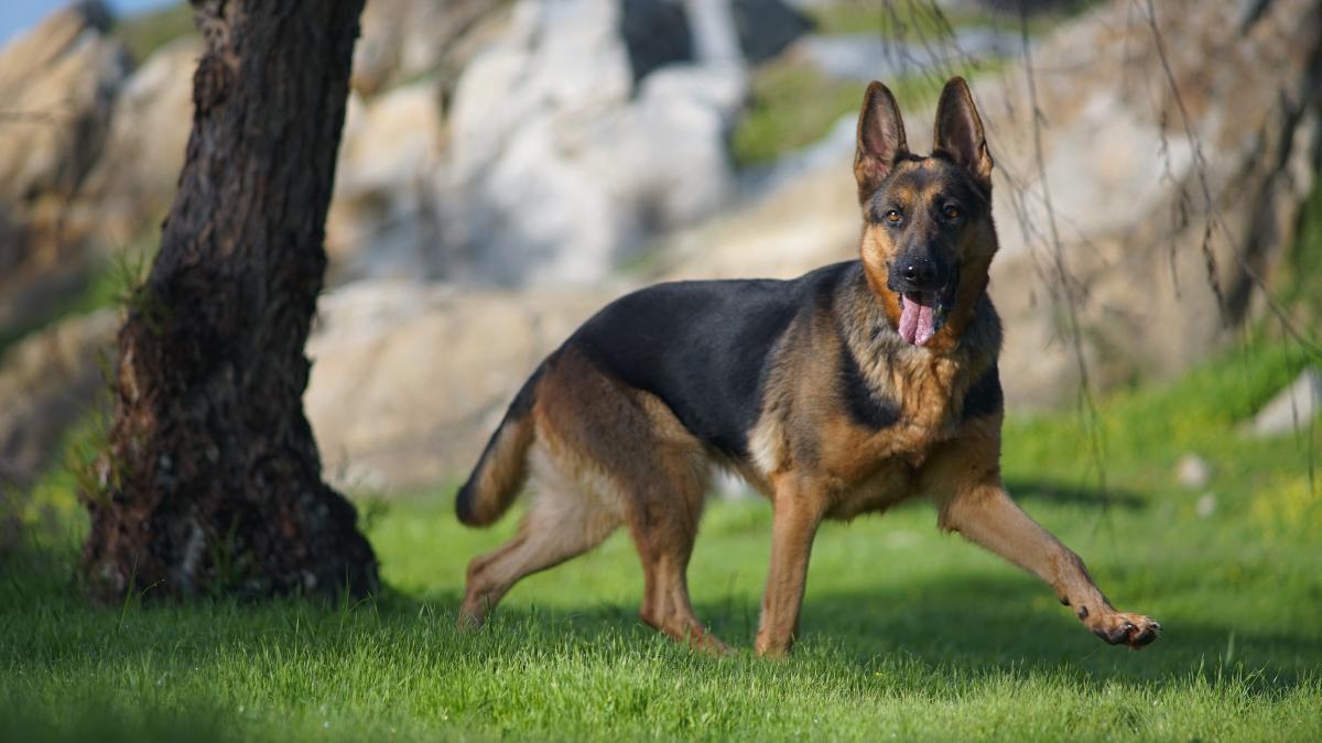 catel-politie_33580000