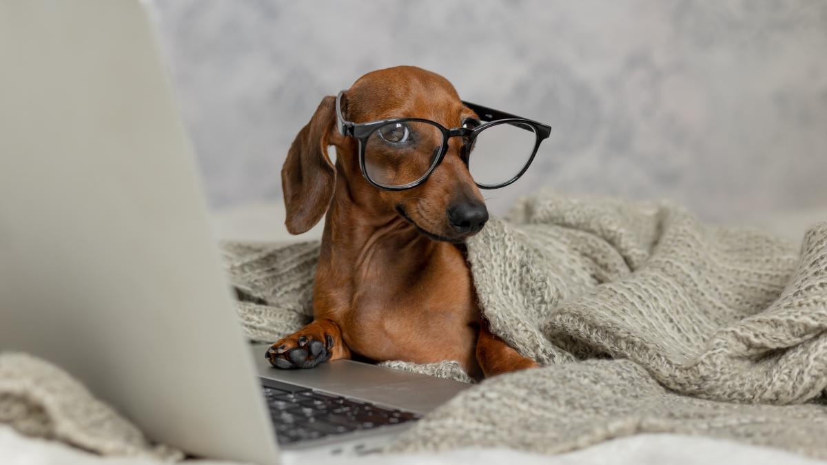 caine-destept_73712000