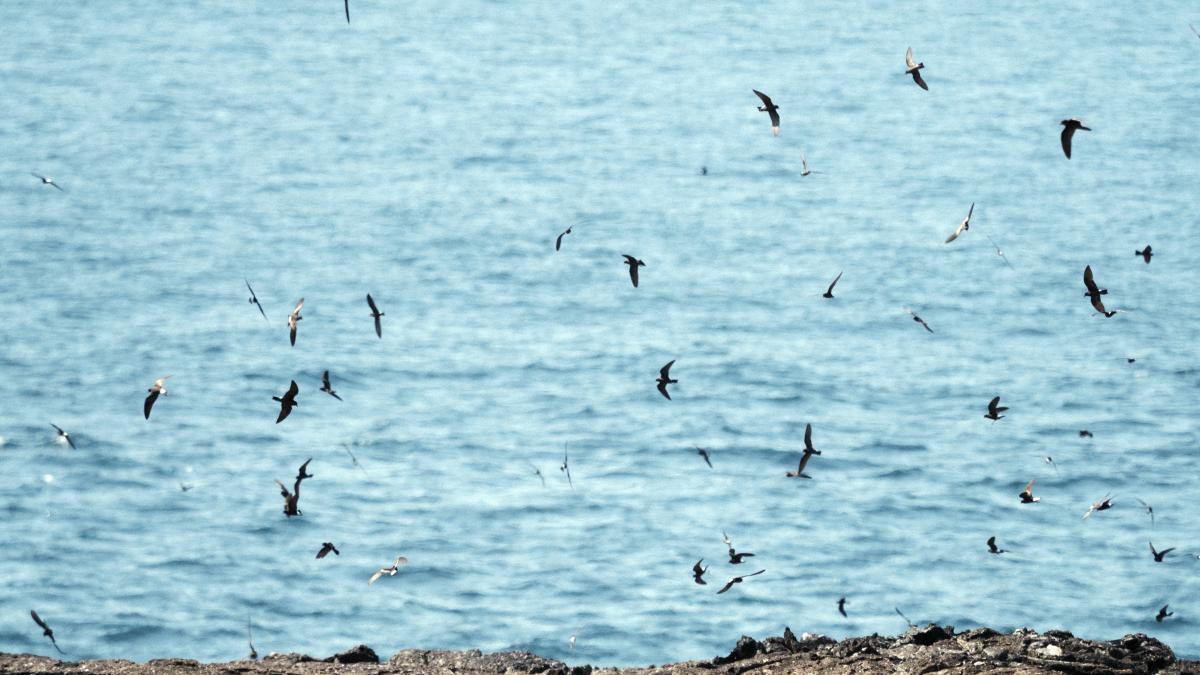 pasari-plaja_13281100