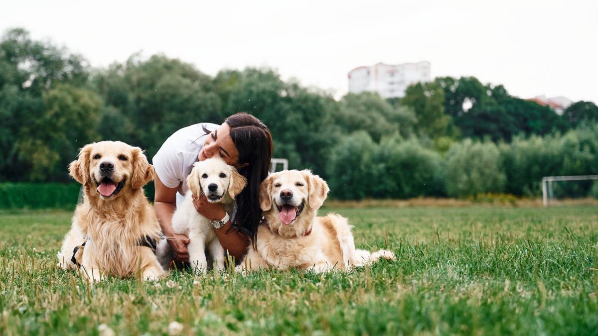 caini-aer-liber_19274800