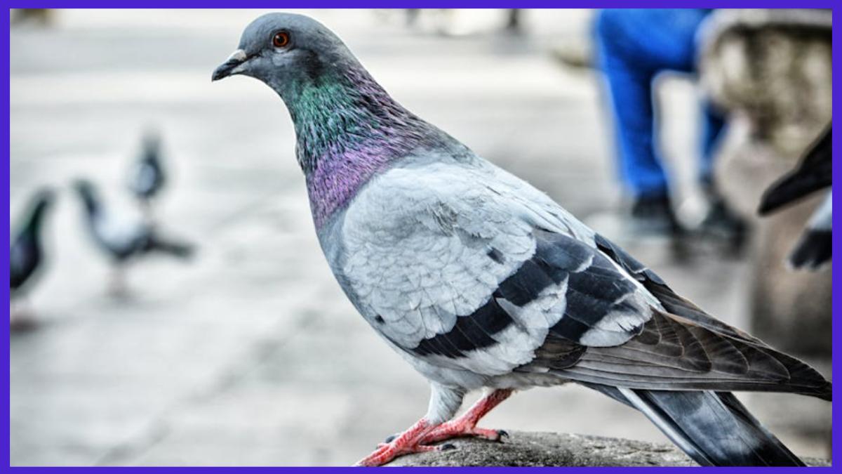 porumbeii-fac-debandada-in-bucuresti--cum-se-numesc-cei-care-hranesc-vietatile-care-invadeaza-cartierele_49631900