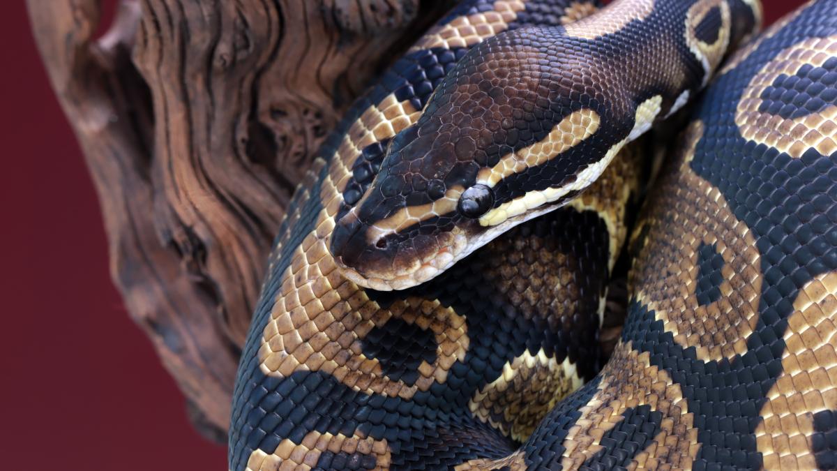 sarpe-piton_19258300