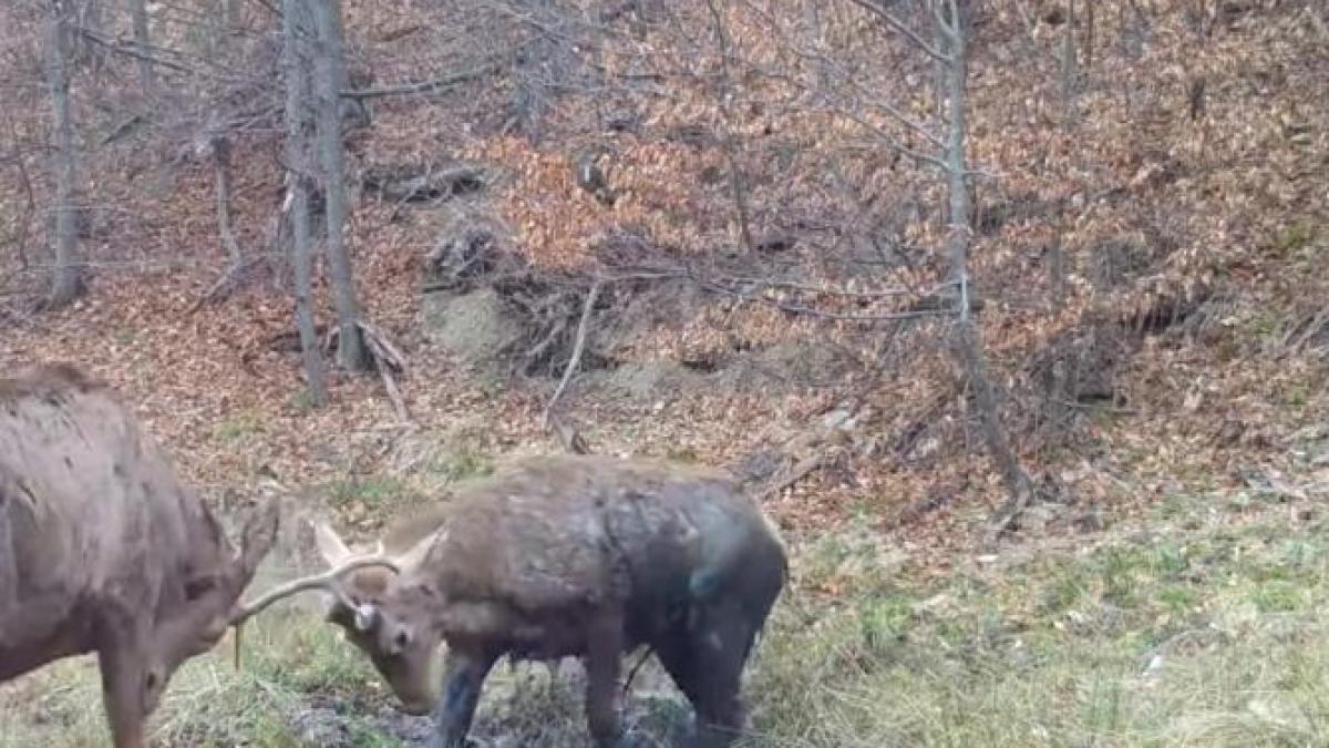 cerbi-romsilva_35355400