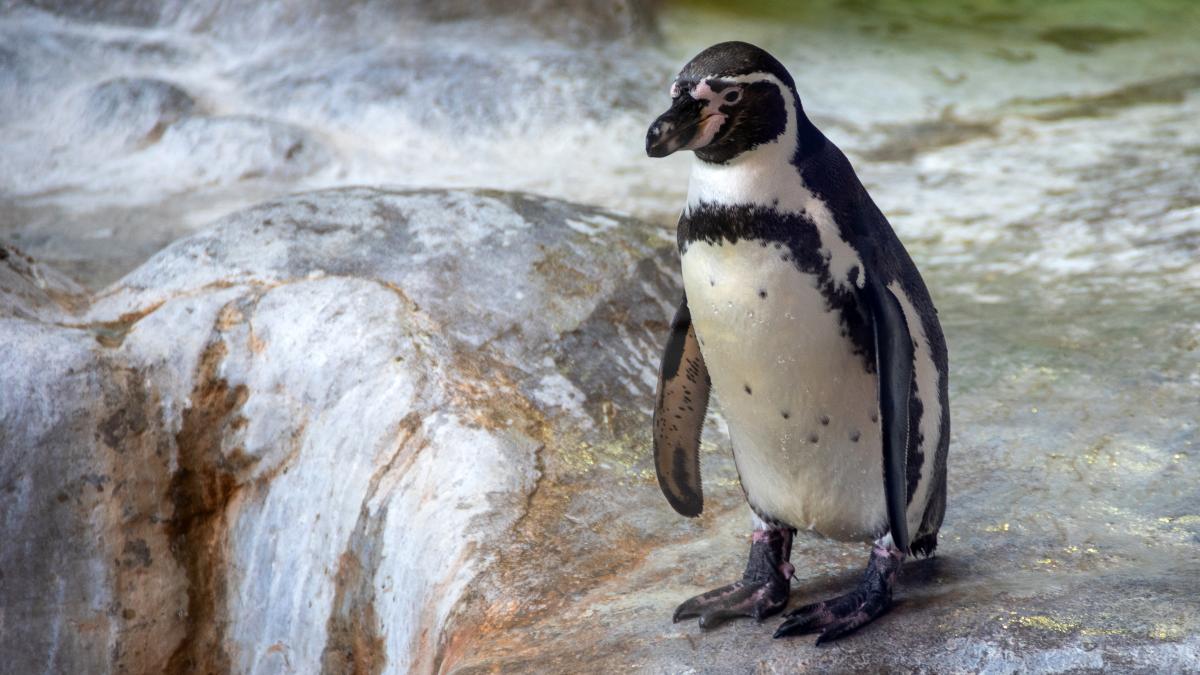 pinguinii-humboldt--pe-cale-de-disparitie--specia--una-dintre-cele-mai-vulnerabile_53034400