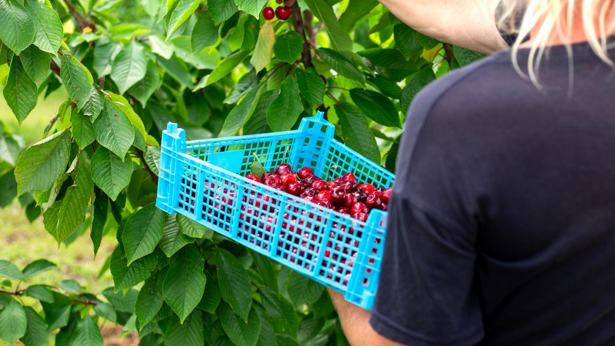 culesul-de-cirese-in-vaslui--mai-cautat-decat-cel-de-capsune-in-spania-acolo-esti-sclav--aici-esti-respectat--se-castiga-foarte-bine_33004000