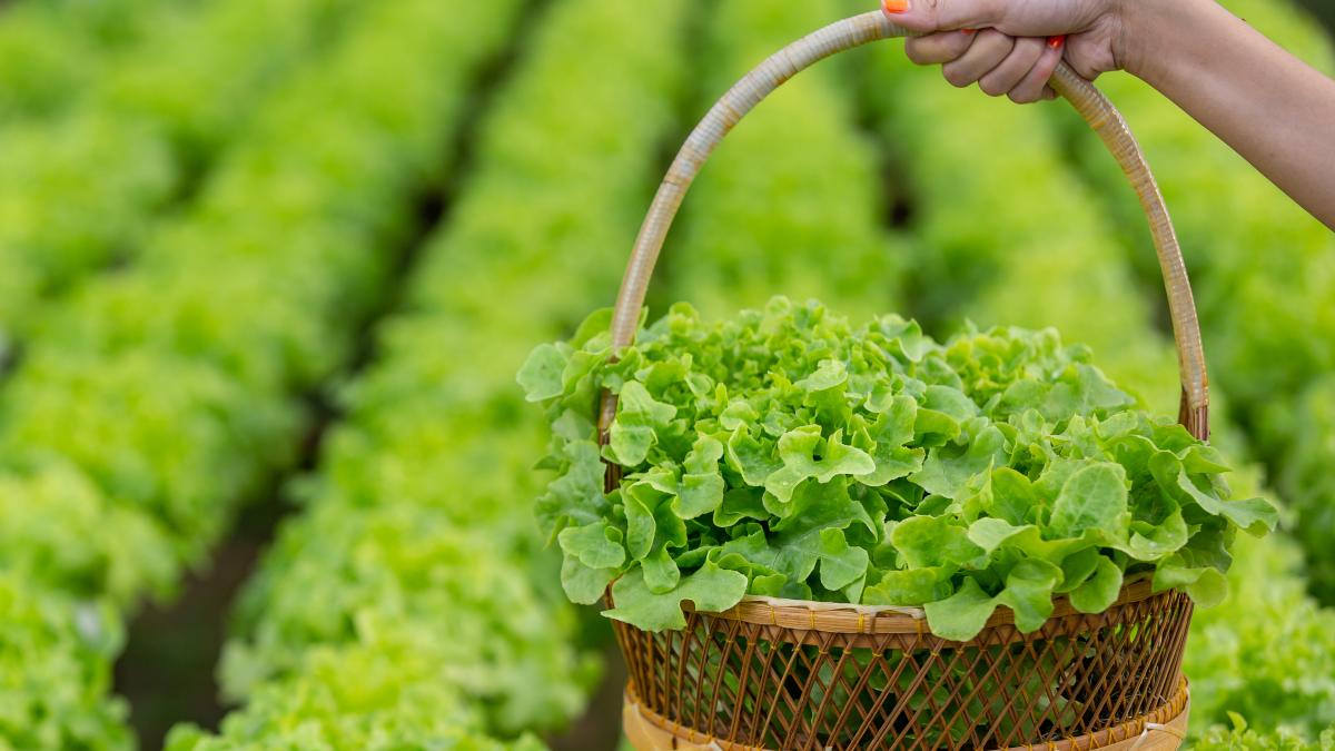 lettuce-salata-verde_87599200