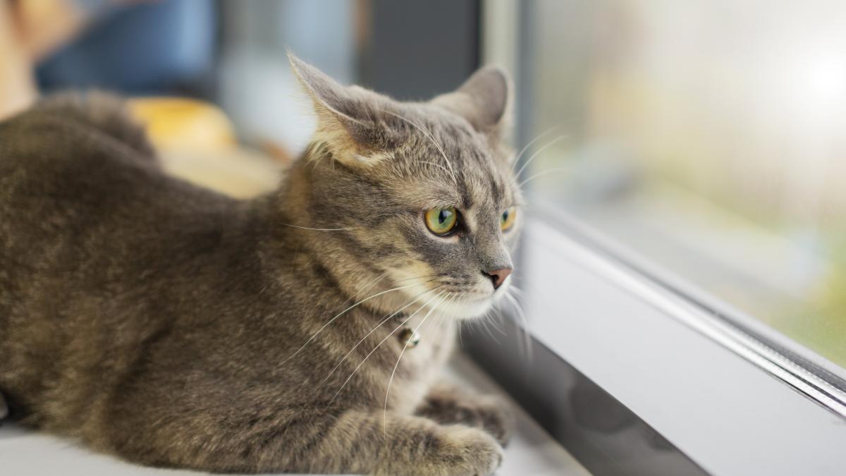 pisica-beautiful-cat-by-window_53665900