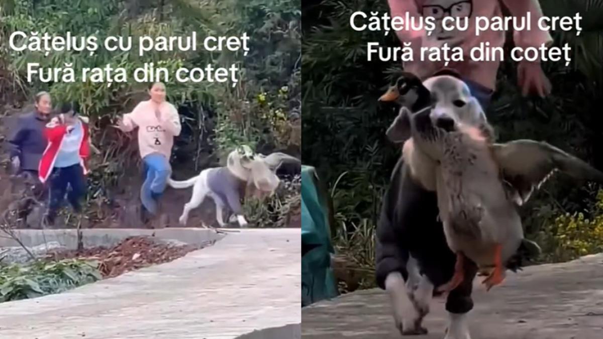 un-caine-a-furat-rata-din-cotet_46970800