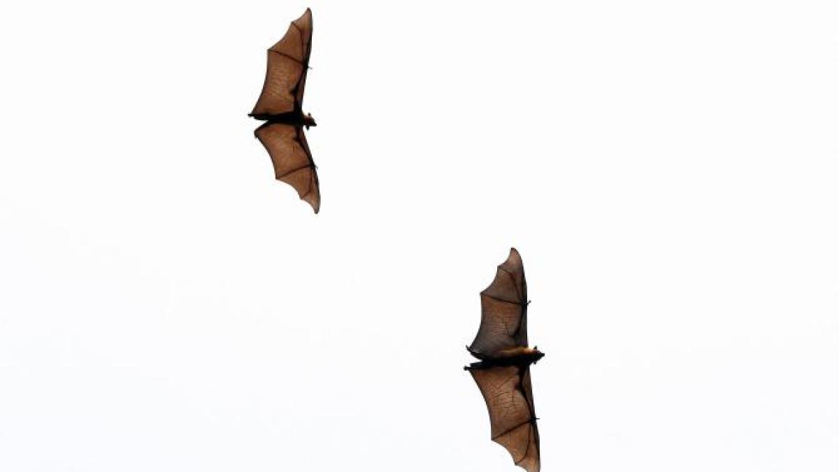 pterodactili_24476900