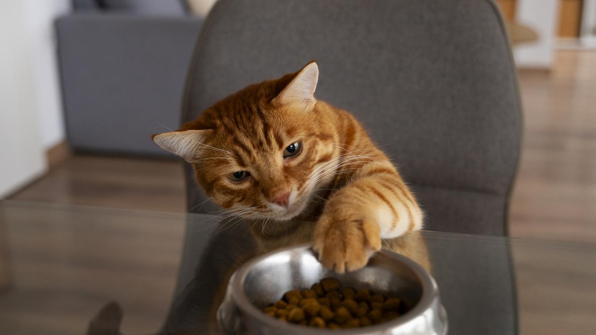 pisica-mancare_98354700