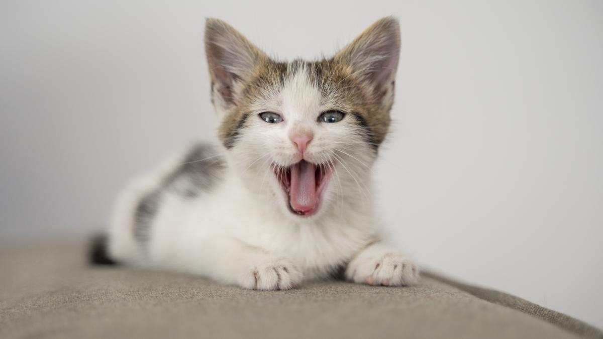 psicia-grimasa_35486100